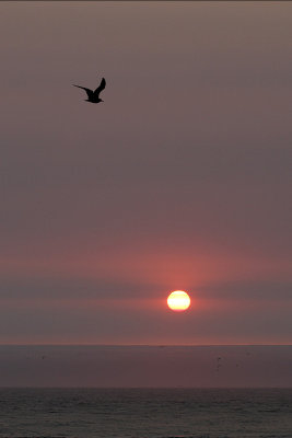 IMG_3567 gull and sunset.jpg