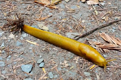 20140803_130229 Banana slug.jpg