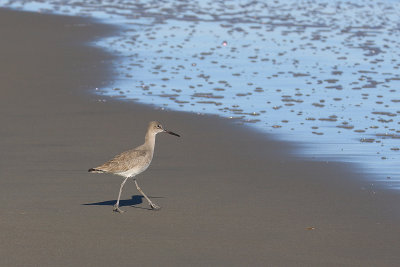 EE5A4760 Sandpiper.jpg