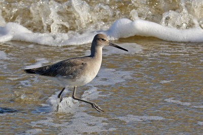 EE5A4830 surf walking.jpg