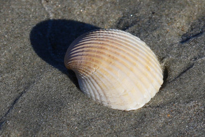 EE5A4862 Shell closeup detail.jpg