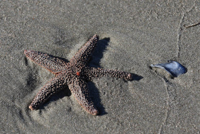 EE5A4887 Starfish.jpg