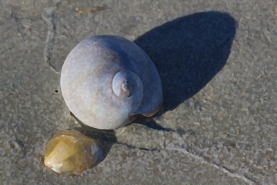 EE5A4893 Shells Sponge-5-0-6.jpg