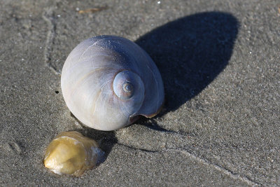EE5A4893 Shells.jpg