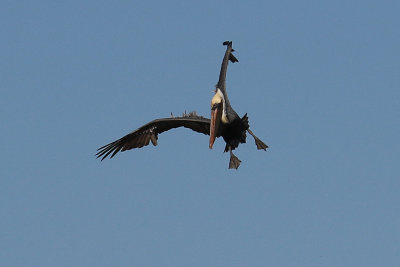 EE5A4967 Prepare to dive.jpg