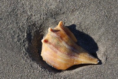 EE5A5012 Shell.jpg