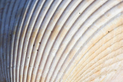 EE5A5668 Extreme crop.jpg