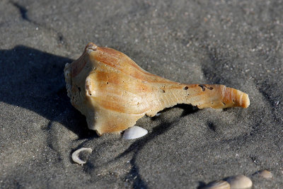 EE5A5670 Shell.jpg