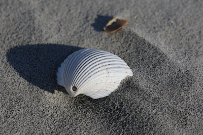 EE5A5685 Shell PE 1-0-5.jpg