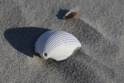 EE5A5685 Shell.jpg