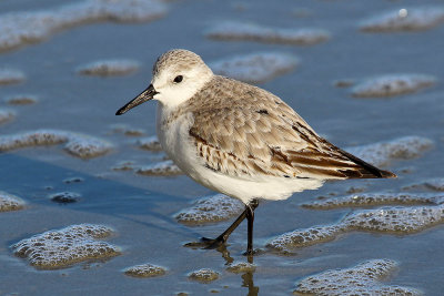 EE5A5801 Sandpiper.jpg