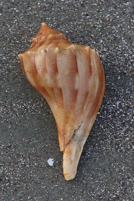 EE5A5898 shell.jpg