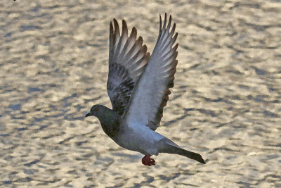 EE5A5923 Beach Dove.jpg