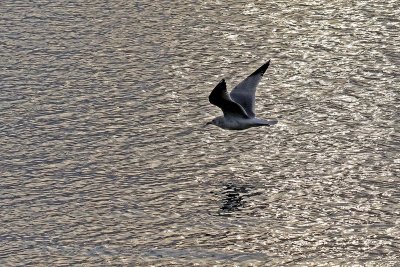 EE5A5945 Gull over water.jpg