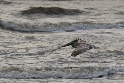 EE5A6008 Pelican.jpg