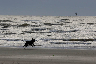 EE5A6147 Dog and gull.jpg