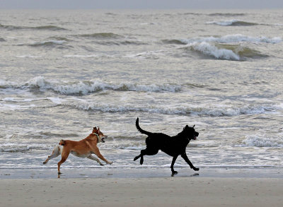 EE5A6171 Frolicking.jpg