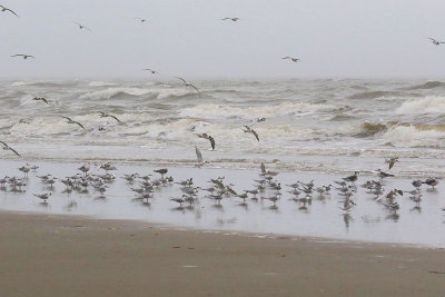 EE5A6580 Birds and surf.jpg