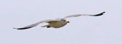 EE5A6658 Gull.jpg