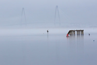 EE5A6762 Ravenel in the Mist.jpg