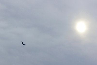 EE5A6787 C-17 and Foggy Sun.jpg
