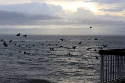 EE5A6848 Pelican flyby.jpg