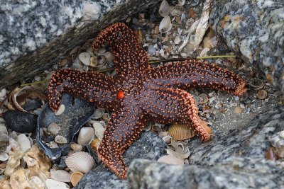 EE5A6926 Folly Beach starfish.jpg