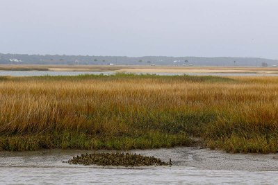EE5A6986 Sullivans Island marsh.jpg