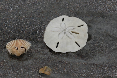 EE5A7190 Sand dollar Dry Brush 1-8-1.jpg
