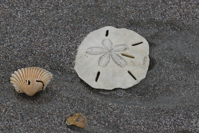 EE5A7190 Sand dollar and shells.jpg
