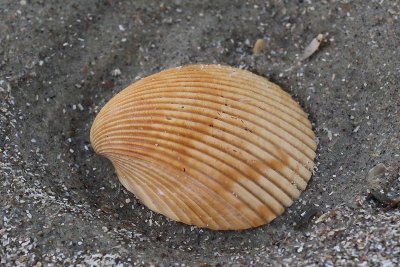 EE5A7203 Shell detail.jpg