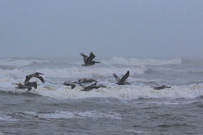 EE5A7376 Pelicans.jpg