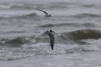 EE5A7504 Terns.jpg