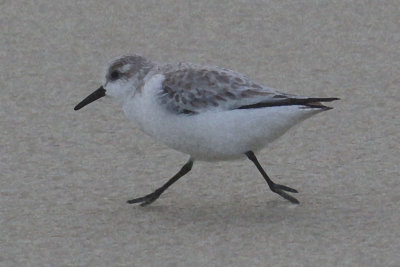 EE5A7559 Sandpiper.jpg