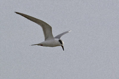 EE5A7894 Tern Sponge 1-0-2.jpg