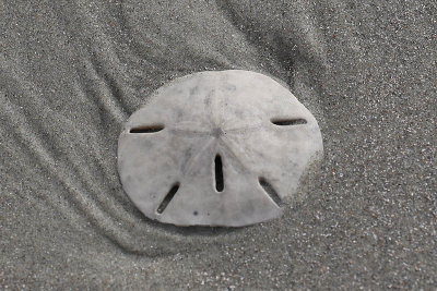 EE5A7905 sand dollar.jpg