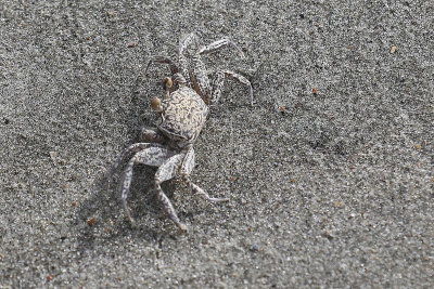 EE5A7919 Sand crab 2.jpg