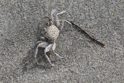 EE5A7919 Sand crab.jpg