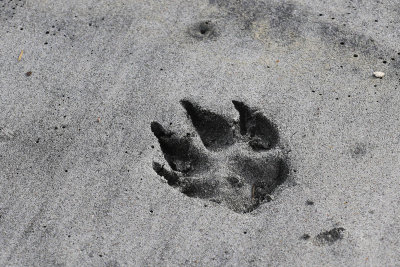 EE5A7933 dog print.jpg