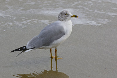 EE5A7952 Gull Sponge 1-0-2.jpg