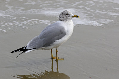 EE5A7952 Gull.jpg