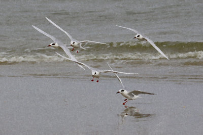 EE5A8019 Terns Sponge 1-0-2.jpg