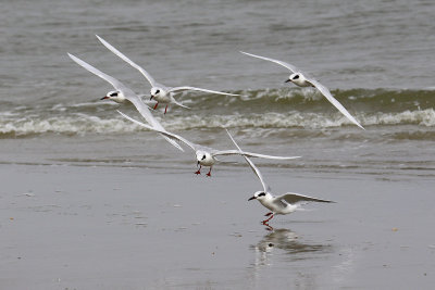 EE5A8019 Terns.jpg
