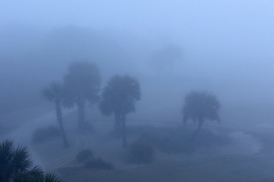 EE5A8032 Christmas morning fog.jpg