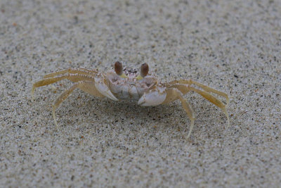 EE5A8048 Sand Crab.jpg