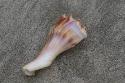 EE5A8107 Shell.jpg