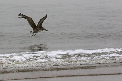 EE5A8116 Pelican.jpg