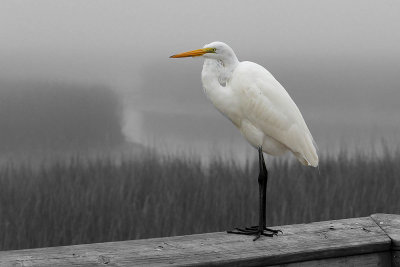 EE5A8182 Shem Creek egret bw.jpg