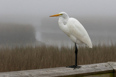 EE5A8182 Shem Creek egret.jpg