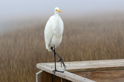 EE5A8203 Shem Creek Park Egret.jpg